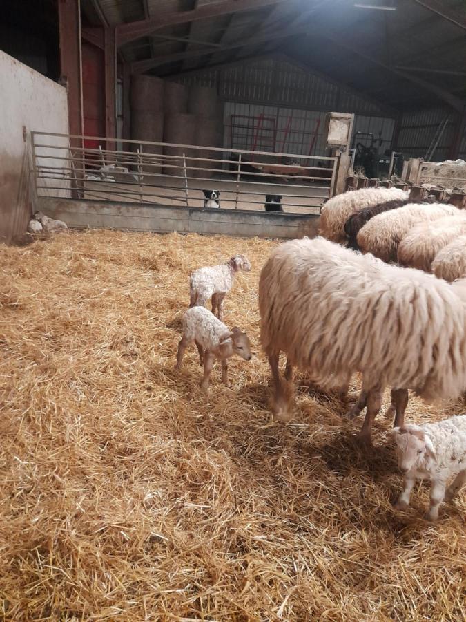 Gite A La Ferme Larranda Suhescun Экстерьер фото